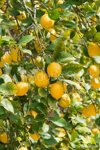 Bild på Branches of ripe lemons with buds